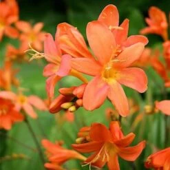 Crocosmia 'Aurea' (Bulbs)