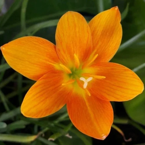 Rain Lily 'Moonstone' (Bulbs)