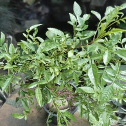 Campsis Grandiflora Morning Calm Plant -Plant Life Decor Shop Morning Calm 2