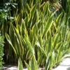 Sansevieria Trifasciata Laurentii Snake Plant