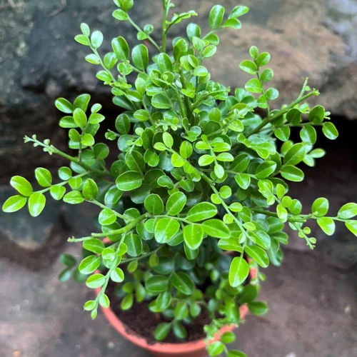 Murraya Paniculata Min-a-min Plant