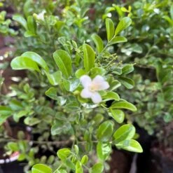 Murraya Paniculata Min-a-min Plant -Plant Life Decor Shop MurrayaMiniMini 3