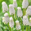 Muscari Siberian Tiger-Grape Hyacinth (Bulbs)