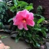 Hibiscus Mystic Pink Plant