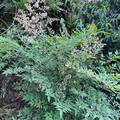 Nandina Domestica Bamboo Plant -Plant Life Decor Shop Nandinadomestica 1