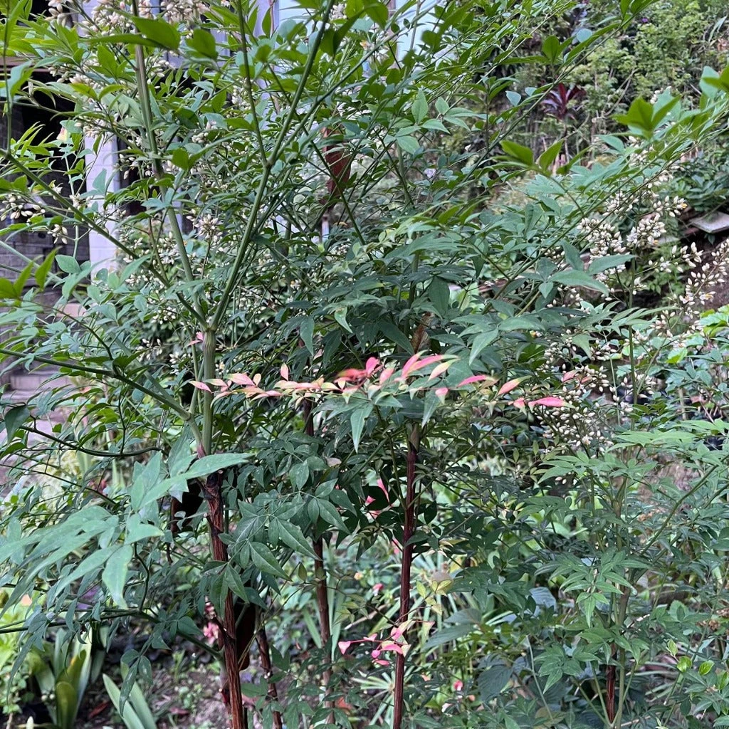 Nandina Domestica Bamboo Plant 3 Nandina Domestica Bamboo Plant - Image 3