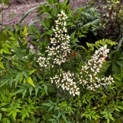 Nandina Domestica Bamboo Plant