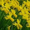 Narcissus 'Rapture' - Daffodil (Bulbs)