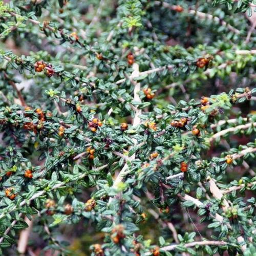 Bonsai Nashia Inaguensis Plant -Plant Life Decor Shop Nashiainaguensis