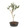 Bonsai Nashia Inaguensis Plant