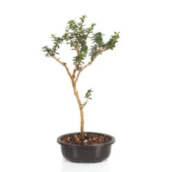 Bonsai Nashia Inaguensis Plant