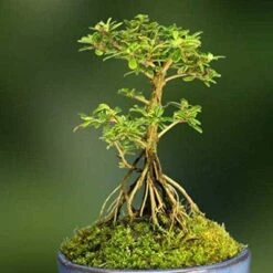 Bonsai Nashia Inaguensis Plant -Plant Life Decor Shop NashiainaguensisBonsaiTree 4