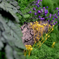 Nature's Trail Preserved Moss Frame With Dark Wood -Plant Life Decor Shop Natures trail 8