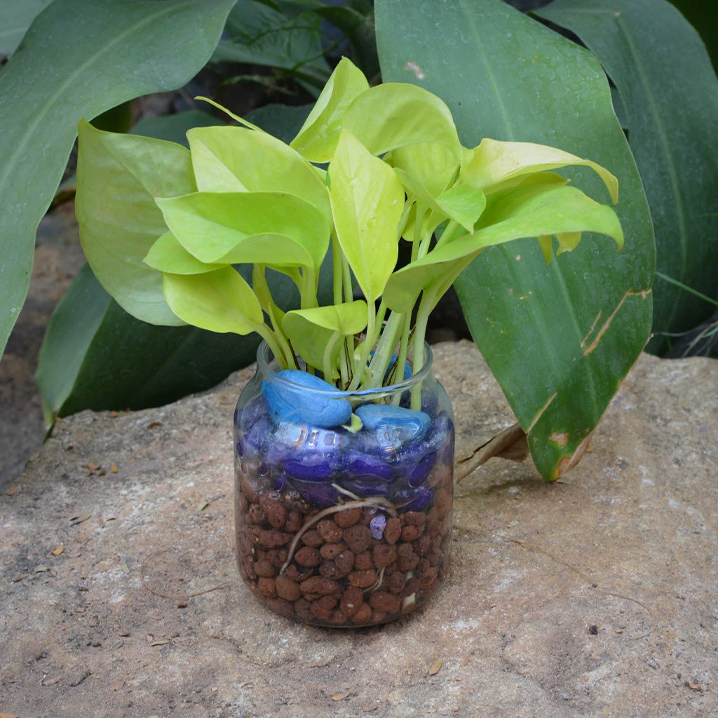 Neon Lush Water Terrarium Kit 2 Neon Lush Water Terrarium Kit - Image 2