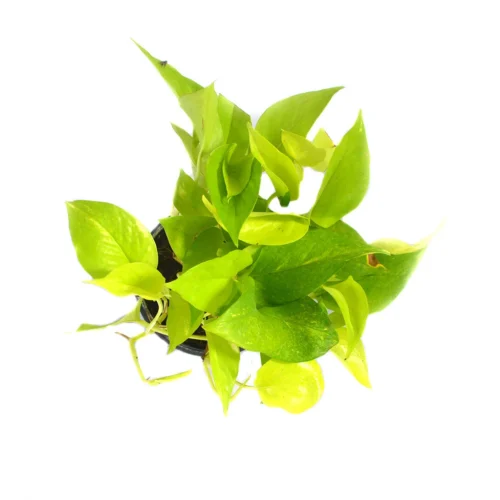 Pothos Neon Money Plant -Plant Life Decor Shop Neon pothos 2 5cbf8880 5fd4 4170 9819 9f2cd8f80d90