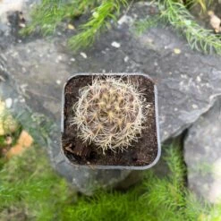 Neoporteria Cactus Plant -Plant Life Decor Shop Neoporteria 1