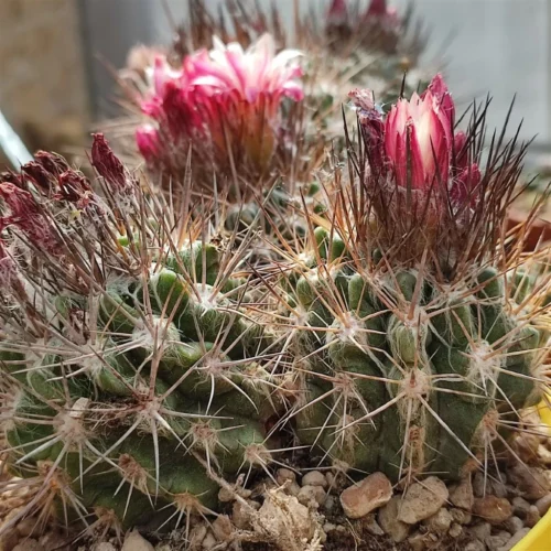 Neoporteria Cactus Plant
