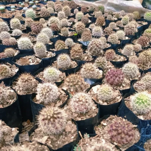 Neoporteria Cactus Plant -Plant Life Decor Shop Neoporteria