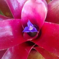 Neoregelia Fireball Plant -Plant Life Decor Shop NeoragaliaFirewallFlower