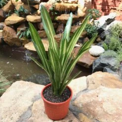 Neoregelia Carolinae Tricolor Plant