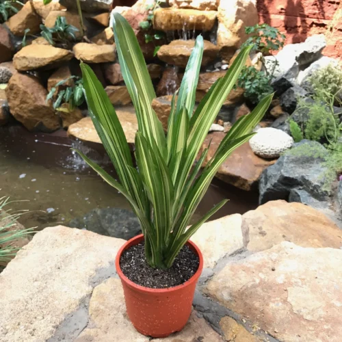 Neoregelia Carolinae Tricolor Plant