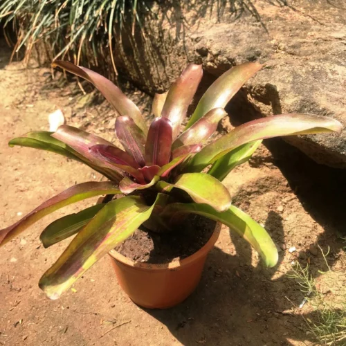 Neoregelia Fireball Variegata Plant 5 Neoregelia Fireball Variegata Plant -Plant Life Decor Shop Neoregelia FireballVariegata