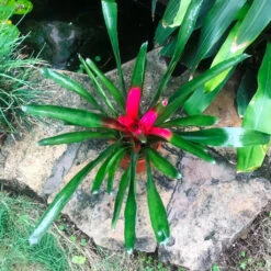 Neoregelia Carolinae Bicolor Plant -Plant Life Decor Shop Neoregelliabicolor 1