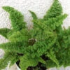 Nephrolepis Exaltata Norwoodii Fern Plant