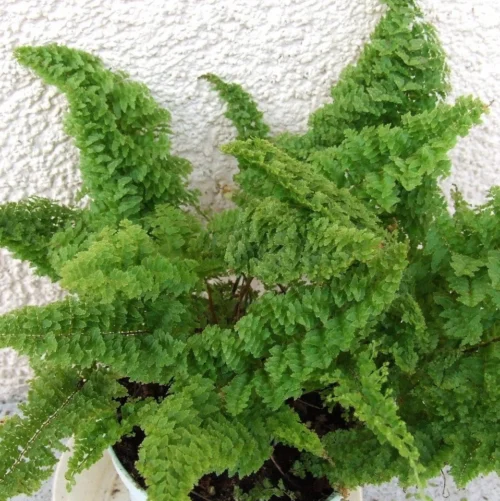 Nephrolepis Exaltata Norwoodii Fern Plant