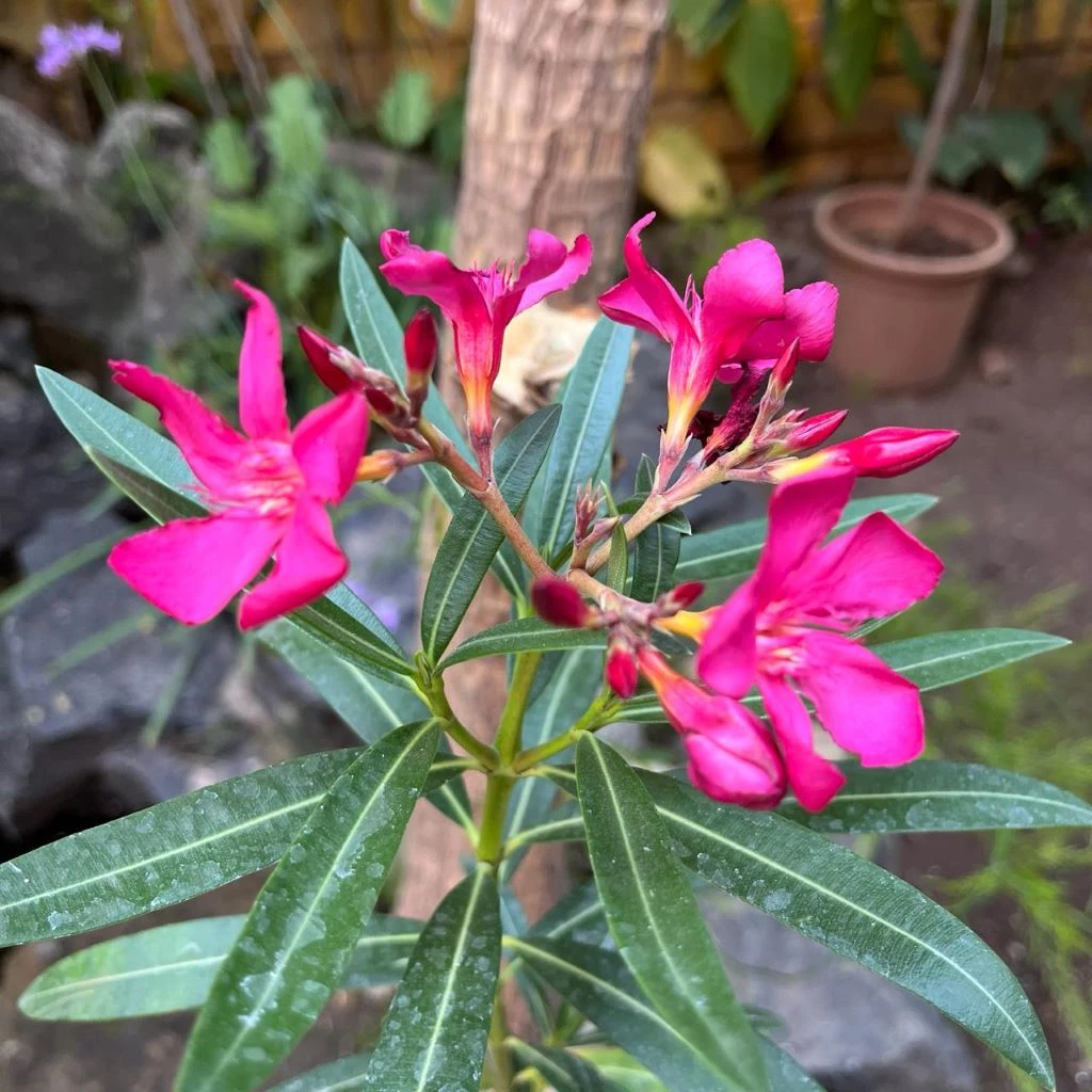 Nerium Oleander 'Claudia' Plant 1 Nerium Oleander 'Claudia' Plant