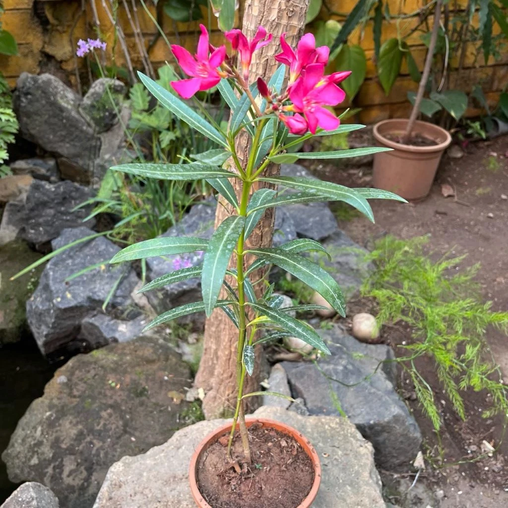 Nerium Oleander 'Claudia' Plant 2 Nerium Oleander 'Claudia' Plant - Image 2