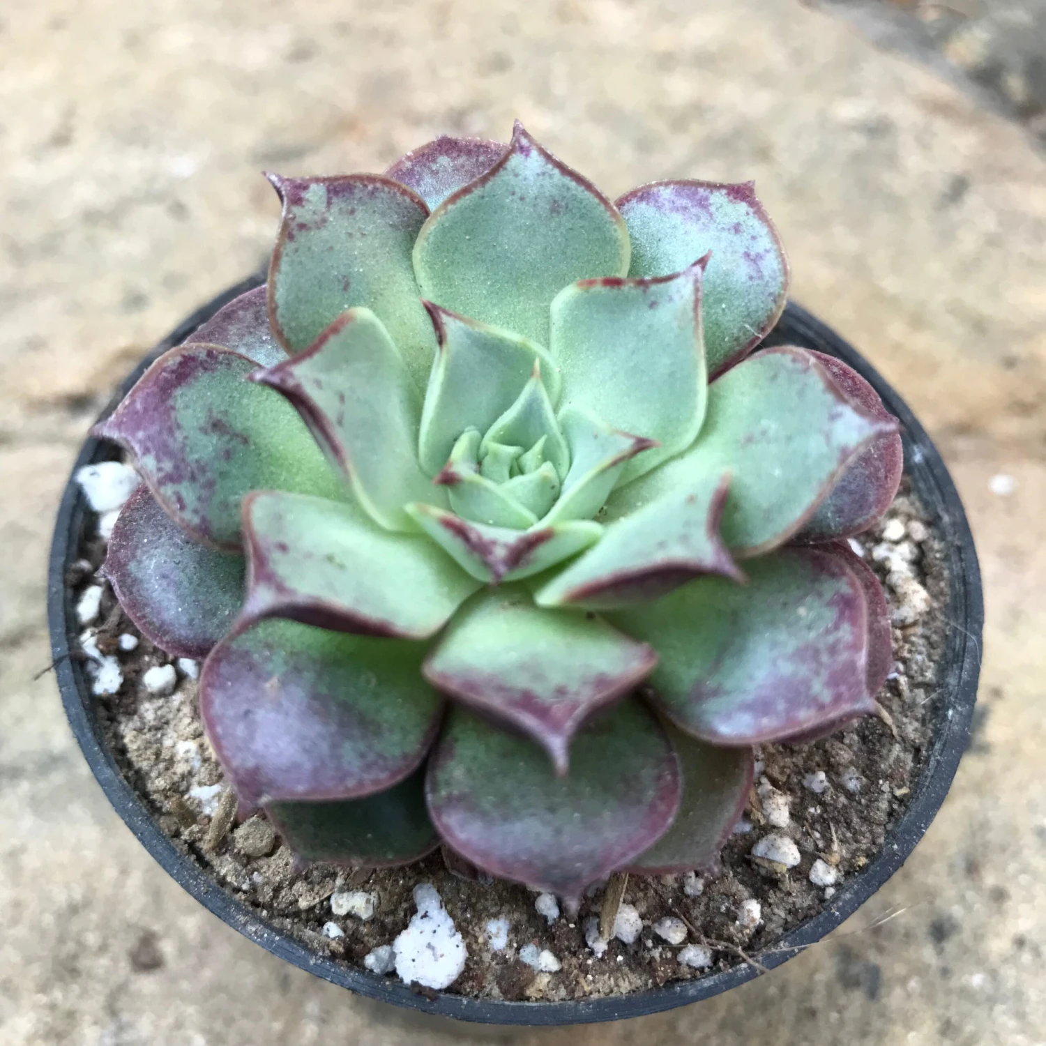 Echeveria Korean Hybrid Succulent Plant 2 Echeveria Korean Hybrid Succulent Plant - Image 2