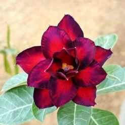 Nocturnal Ember Adenium Plant