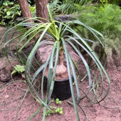 Nolina Recurvata – Elephant’s Foot Plant For Indoors