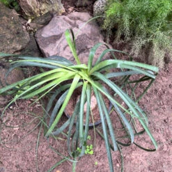 Nolina Recurvata – Elephant’s Foot Plant For Indoors -Plant Life Decor Shop Nolina recurvata 2