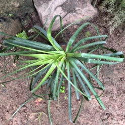 Nolina Recurvata – Elephant’s Foot Plant For Indoors -Plant Life Decor Shop Nolina recurvata 3