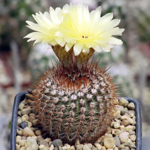 Notocactus Schlosseri Cactus Plant