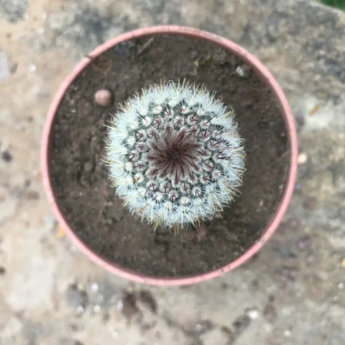 Notocactus Scopa F. Xicoi Silver Ball Cactus Plant -Plant Life Decor Shop NotocactusScopaVRuberrimus scaled