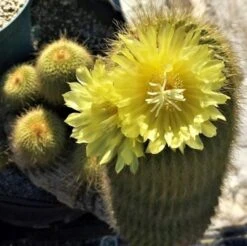 Parodia Leninghausii Clump Cactus Plant -Plant Life Decor Shop Notocactusleninghausii Flower