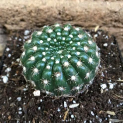 Notocactus Uebelmannianus Parodia Werneri Cactus Plant -Plant Life Decor Shop Notocactusubelmanianus 2