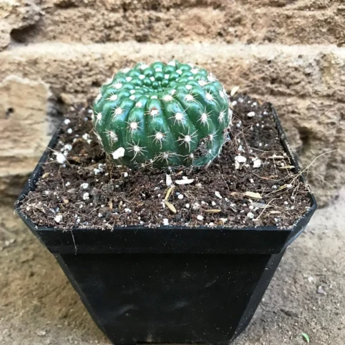 Notocactus Uebelmannianus Parodia Werneri Cactus Plant -Plant Life Decor Shop Notocactusubelmanianus 3