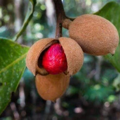 Nutmeg Jiphal Javitri Plant