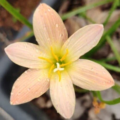 Rain Lily 'Ohras' (Bulbs)