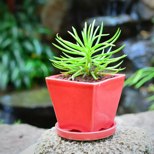 On The Move Ceramic Pot With Tray -Plant Life Decor Shop Onethemove red 1