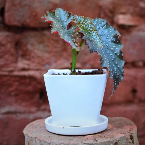 On The Move Ceramic Pot With Tray -Plant Life Decor Shop Onethemove white 1