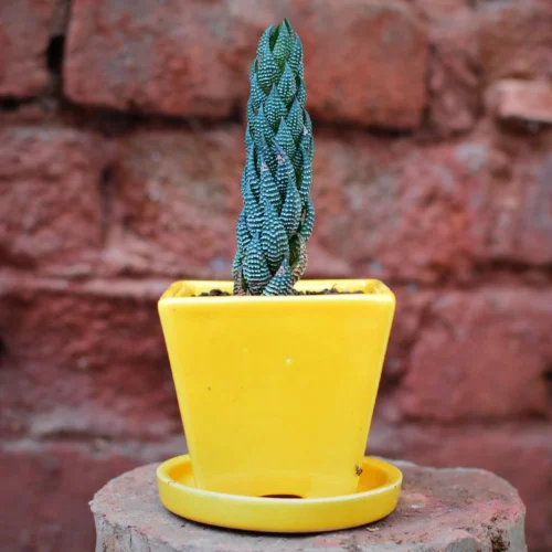 On The Move Ceramic Pot With Tray -Plant Life Decor Shop Onethemove yellow 1