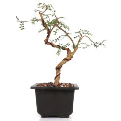 Bonsai Operculicarya Decaryi Plant