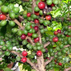 Bonsai Operculicarya Decaryi Plant 5 Bonsai Operculicarya Decaryi Plant -Plant Life Decor Shop Operculicaryadecaryi Fruits