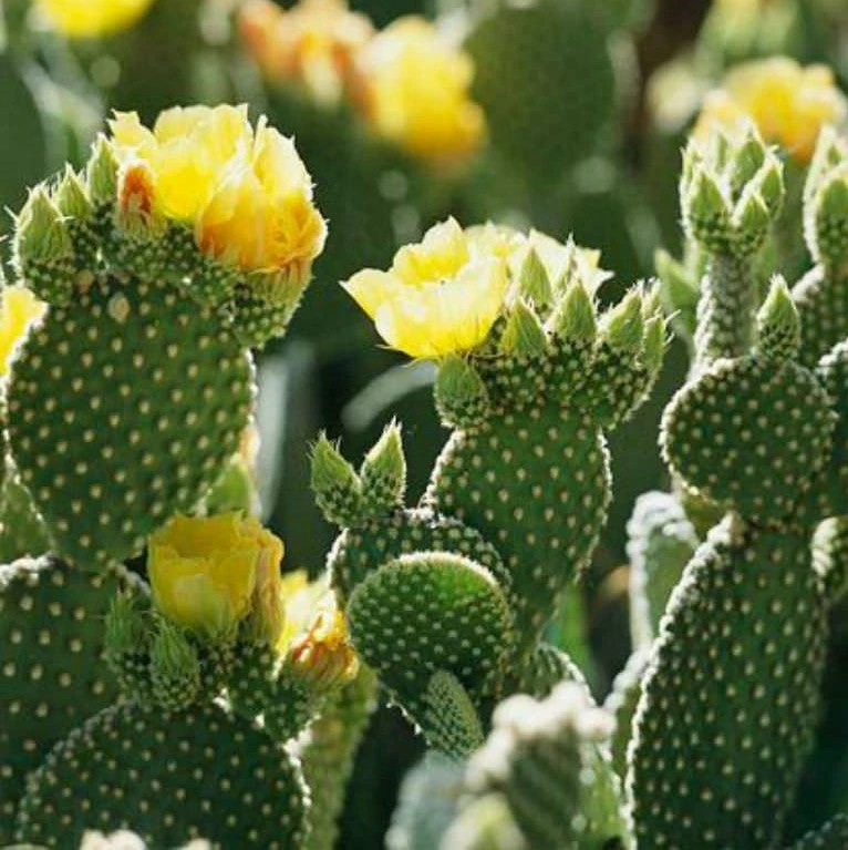 Opuntia Microdasys Alba Spina Bunny Ear Cactus Plant 2 Opuntia Microdasys Alba Spina Bunny Ear Cactus Plant - Image 2