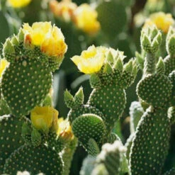 Opuntia Microdasys Var Pallida Polka Dot Cactus Plant